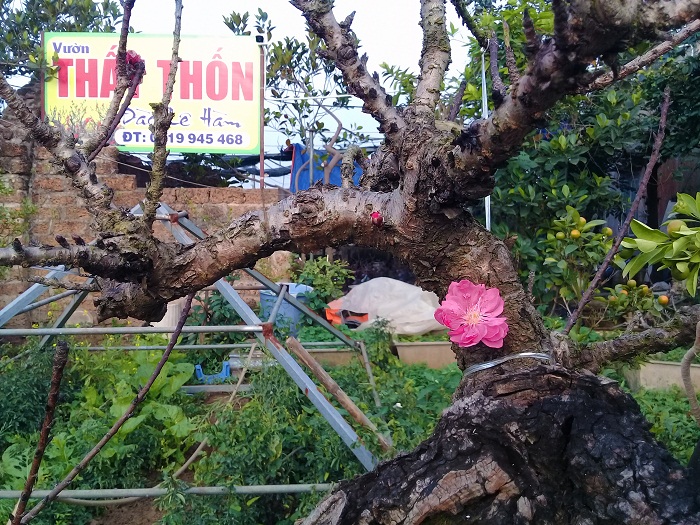 Đào Thất Thốn tiến vua giá “bạc triệu” vẫn đắt khách